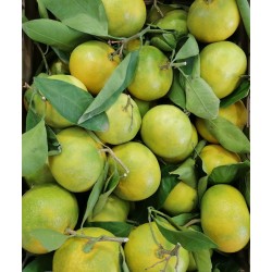 Clementine siciliane primosole - 15kg