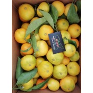Clementine siciliane primosole - 15kg