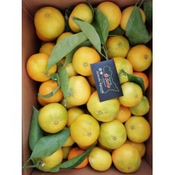 Clementine siciliane primosole - 5kg