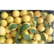 Limoni siciliani 100% naturali con buccia edibile - 5kg