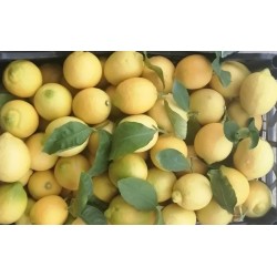 Limoni siciliani 100% naturali con buccia edibile - 5kg
