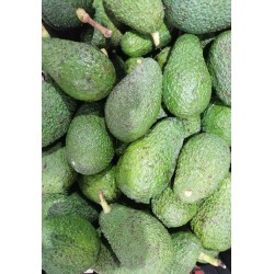 Box avocado hass siciliano 5kg - spedizione gratuita in italia