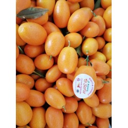 Mandarino kumquat