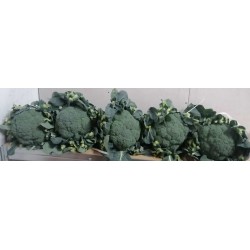 Broccoli siciliani100%naturali - circa 2kg