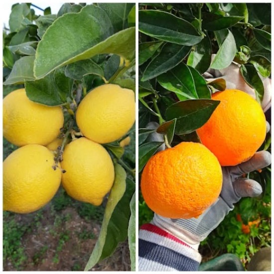 Box arance/ limoni di ribera 17