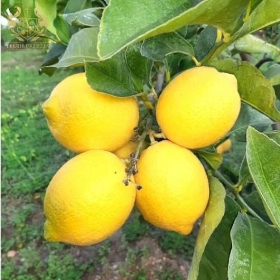 Limoni di ribera 5 kg