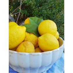 Limone  primo fiore biologico certificato zagara bianca cassetta x kg.10