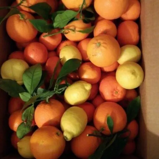 Mix tarocco e limoni Mix tarocco e limoni