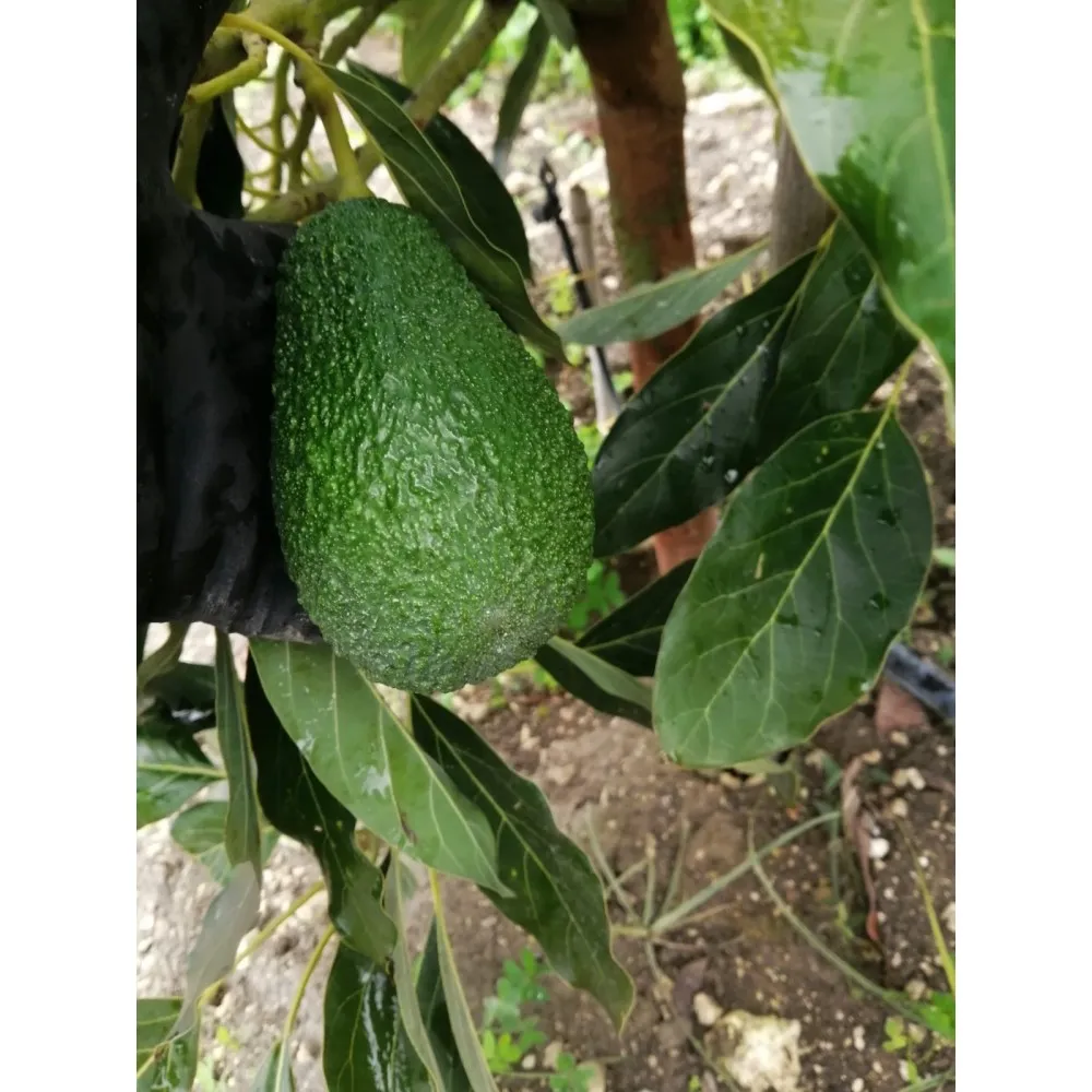 Frutta Fresca Avocado Siciliano 1pz AgriCook Prodotti frutta-fresca-avocado-siciliano-1pz-agricook-prodotti