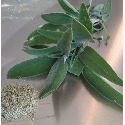 Salvia essiccata in polvere