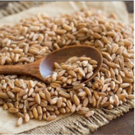 Farro perlato