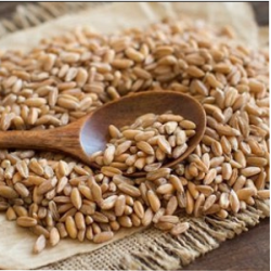 Farro perlato