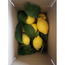 Limoni della costiera amalfitana box 5kg